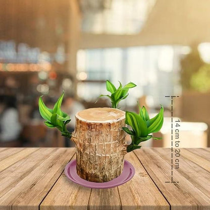 Magical ™ Brazilian Lucky Wood Plant – Bring Prosperity Luck & Power 🌿 UPTO 50% OFF 🤩