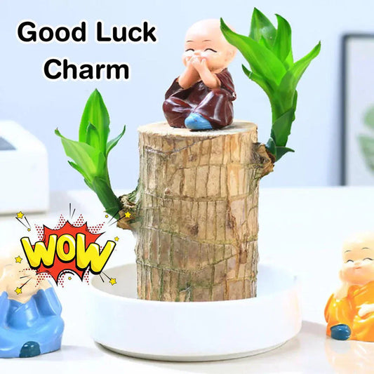 Magical ™ Brazilian Lucky Wood Plant – Bring Prosperity Luck & Power 🌿 UPTO 50% OFF 🤩